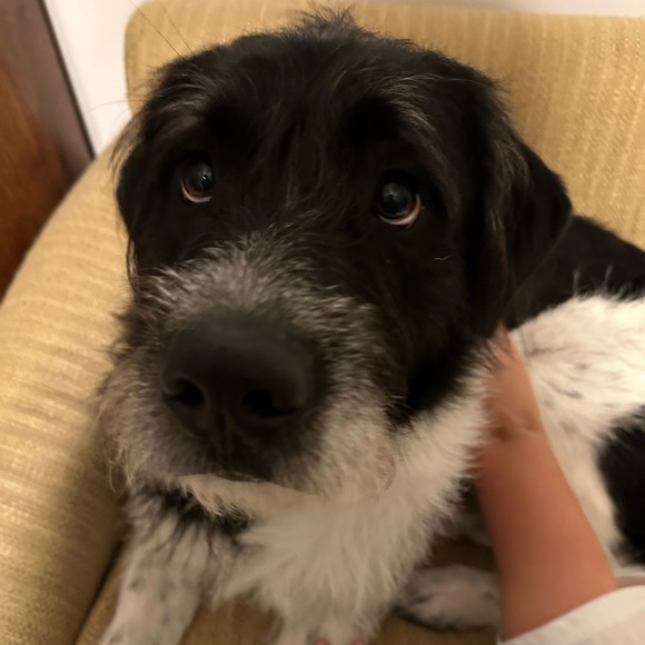 Meet your Posher, Lorna - Picture 1 of 2